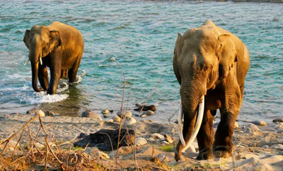 jim corbett tour packages from delhi