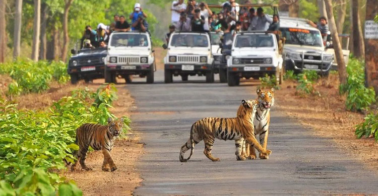 jim corbett tour packages from delhi