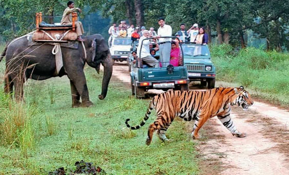 jim corbett tour packages from delhi