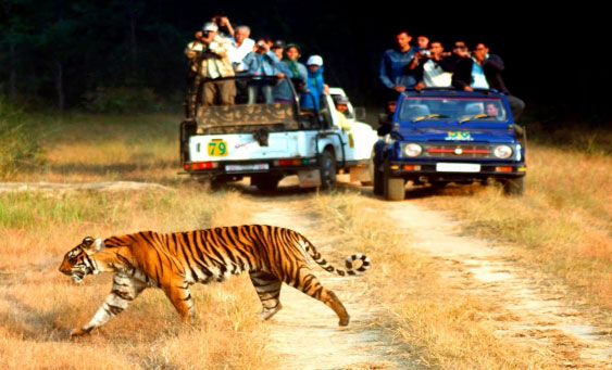 jim corbett tour packages from delhi